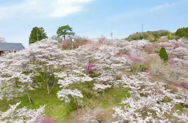 桜公園撮影依頼